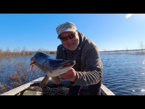 Видео: Как поймать крупных щук в зарослях кустов!