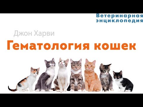 Видео: Гематология кошек