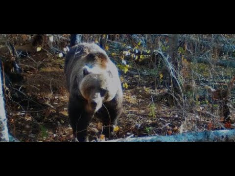 Видео: Осенний зов Тайги 2