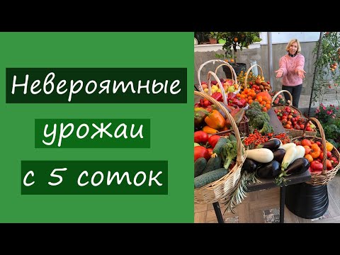 Видео: Мой невероятный урожай с 5 соток