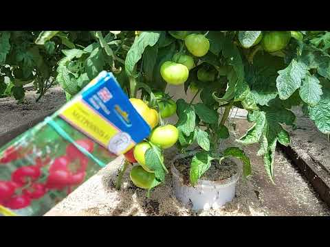 Видео: Томаты радуют!! Подкормки на ближайшее время!