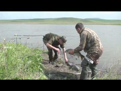 Видео: Мастеркласс на заливе Сыда. Сазан.