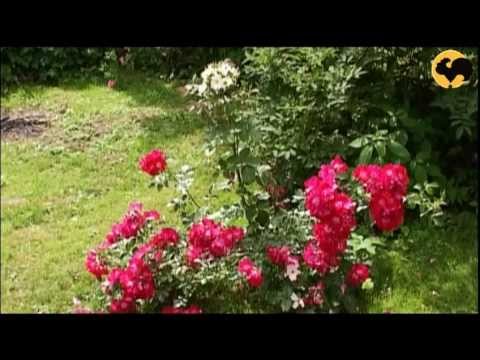 Видео: Маленький Сад Серия 25