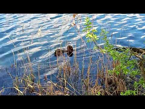 Видео: Осиново, озеро 1.  30 05 2022  VID 20220530 130919