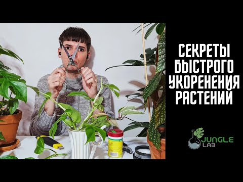 Видео: Черенкование Растений | СЕКРЕТЫ БЫСТРОГО УКОРЕНЕНИЯ