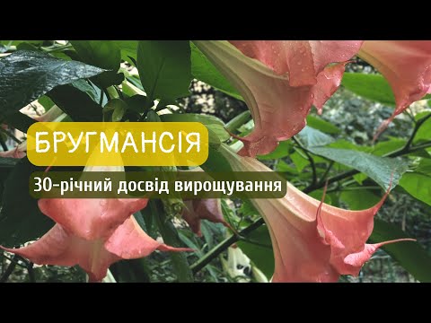 Видео: Бругмансія: мій 30-річний досвід вирощування