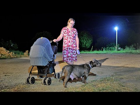 Видео: Собака беременна! Кто отец? Сколько ждать щенков?