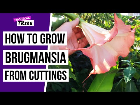Видео: Как вырастить бругмансию из черенков (Angel Trumpet)