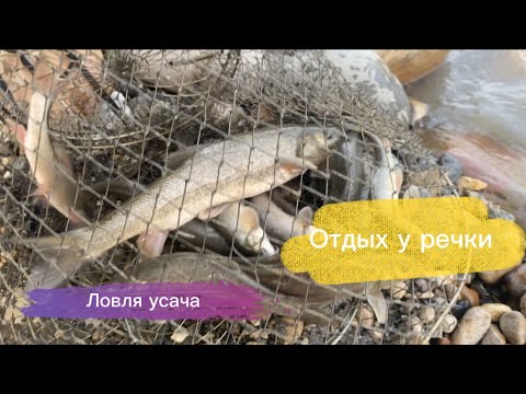 Видео: Рыбалка»Речка, ловим усача #рыбалка #рыба #рыбы