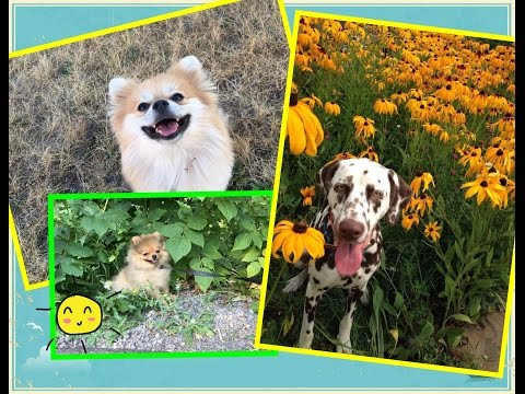 Видео: Хранение вещей моих собак