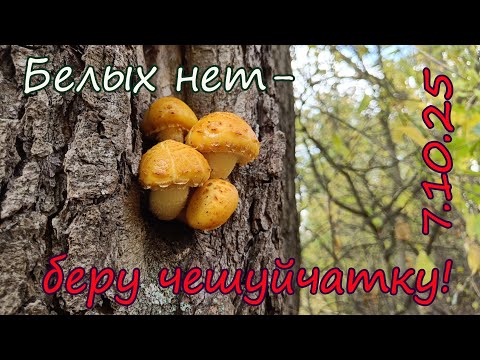 Видео: Грибы в октябре. Белых нет - беру чешуйчатку! Культурный выход в лес 7.10.25