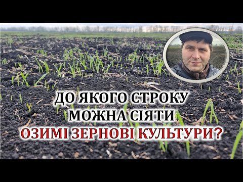 Видео: До якого строку можна сіяти озимі зернові культури?