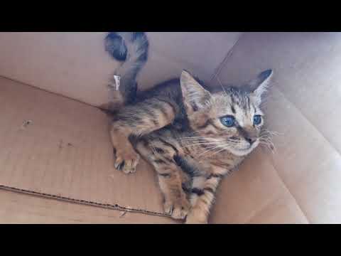 Видео: Бездомный котёнок Рысик - Я просто не смог пройти мимо