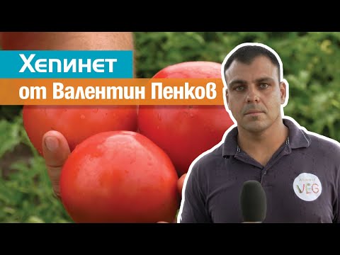 Видео: Хепинет: розовият безколов домат при Валентин Пенков, Каварна