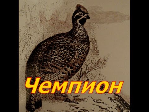 Видео: Чемпион на рябчика