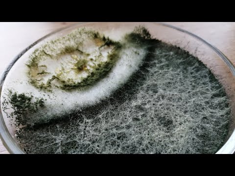 Видео: Бой #2 Триходерма против фитофторы