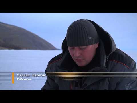 Видео: Байкальский омуль