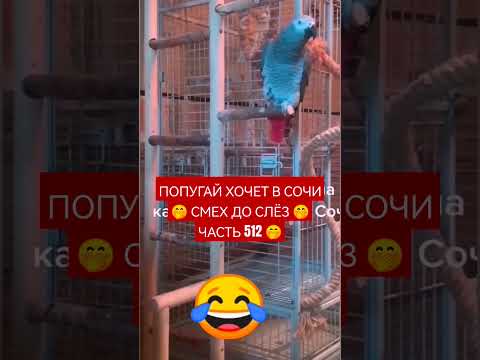 Видео: ПОПУГАЙ ХОЧЕТ В СОЧИ 🙃 СМЕХ ДО СЛЁЗ 53 СЕРИЯ 🤣
