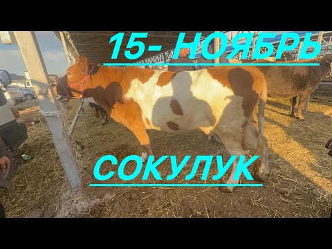 Видео: Уй базар сокулук мал базары 