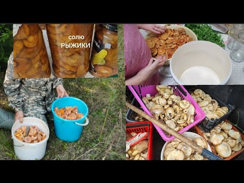 Видео: В лес за грибами//замачиваю# солю РЫЖИКИ //мариную//