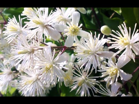 Видео: МЕЧТА САДОВОДОВ! САМЫЕ НЕПРИХОТЛИВЫЕ Растения с БЕЛОЙ АРОМАТНОЙ ПЕНОЙ ЦВЕТОВ