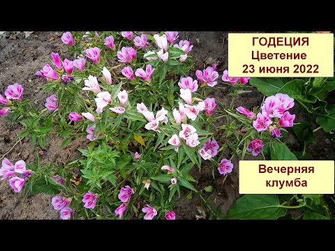 Видео: Годеция. Цветение. Клумба вечером. 23 июня 2022 года.