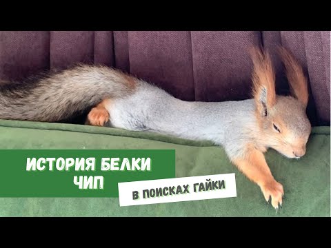 Видео: История Белки Чип. #squirrel