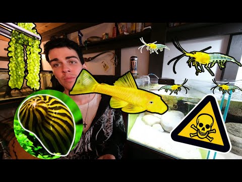 Видео: Заражение моего аквариума с гуппи! 🦠🌱 Представляем лучшие водорослееды и новые варианты рыб!