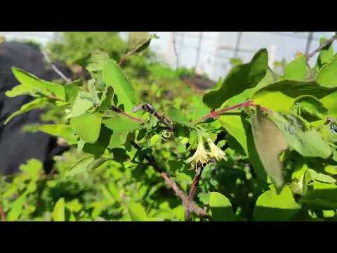 Видео: Опылители для сортов жимолости разной селекции