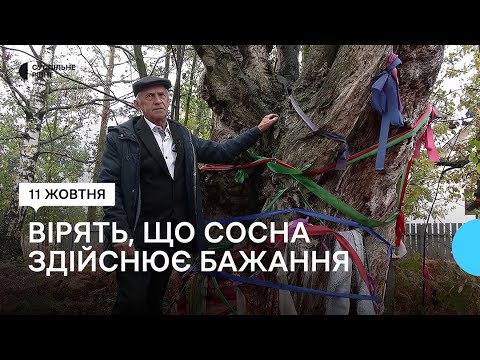 Видео: У селі на Рівненщині обв'язують стовбур Цар-дерева кольоровими стрічками