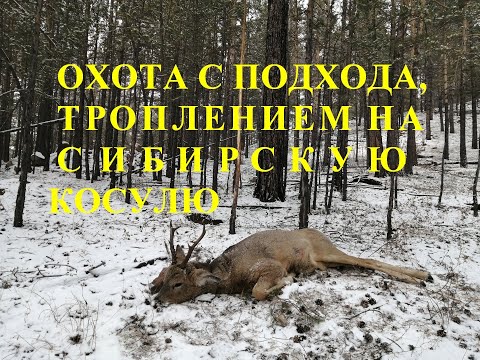 Видео: ОХОТА С ПОДХОДА ТРОПЛЕНИЕМ НА СИБИРСКУЮ КОСУЛЮ HUNTING WITH A SPECIAL TRAIL FOR SIBERIAN ROE DEER