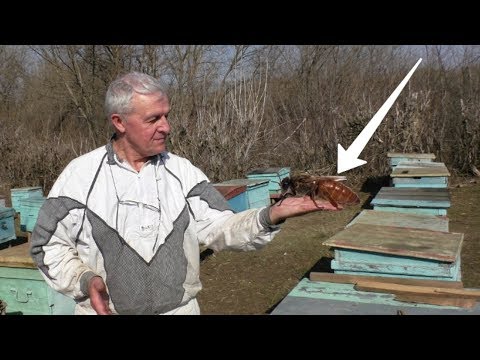 Видео: Что если, матка перестала сеять? Берем со стороны.