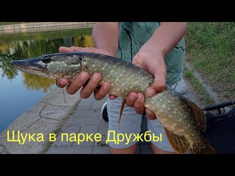 Видео: щука в парке дружбы на спиннинг