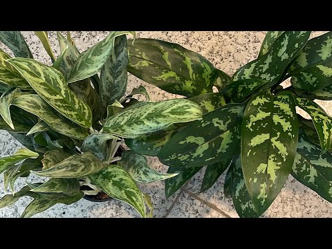Видео: Аглаонема ЛАУРЕЛЬ ГРИН(ЖАСЫЛ АГЛОНЕМА)🪴(бөлу/отырғызу/күтімі)ТЕЗ ӨСІРУ ӘДІСІ🔥