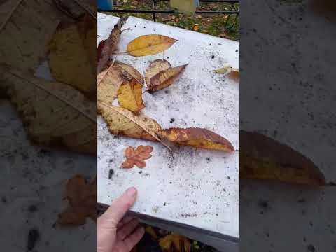 Видео: 4.11. 2025.починаєм зимувати.