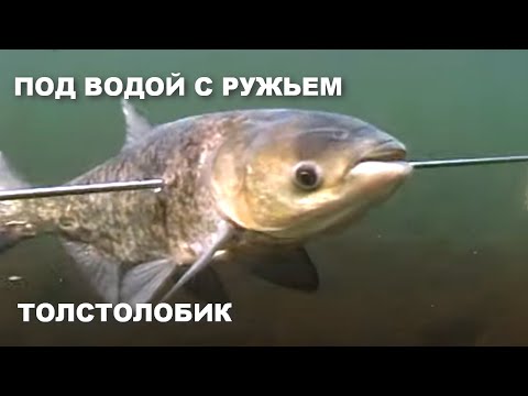 Видео: ПОД ВОДОЙ С РУЖЬЕМ. ТОЛСТОЛОБИК. Подводная охота на толстолобика
