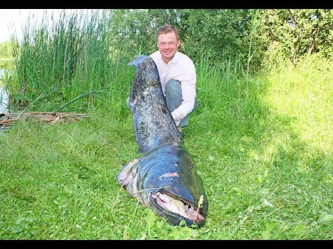 Видео: ВОТ ЭТО МОНСТР!!! Трофейный СОМ на Квок.