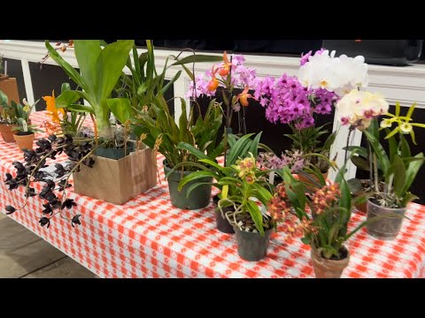 Видео: Клуб орхоманов . Заседание январь 2024. Обожаю этих людей 😁❤️катасетум, ванда, катлея , шилериана.