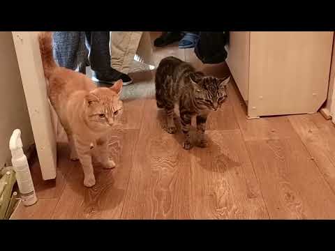 Видео: Знакомьтесь, ДРУЖОК! 🐕❤️