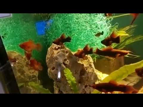 Видео: 💢💢💢Небольшая экскурсия по моей небольшой разводни 💢💢💢