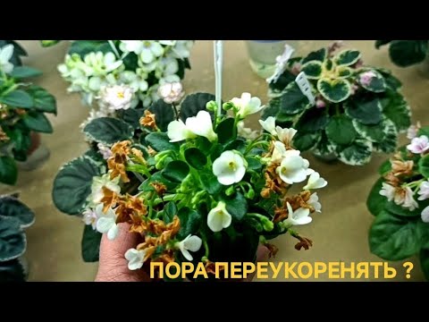 Видео: КОГДА ПЕРЕСАЖИВАТЬ ФИАЛКИ ???    Переукореняем или пересаживаем ?