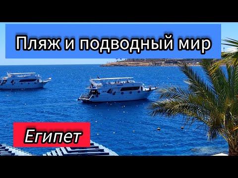 Видео: Египет. GRAND OASIS RESORT 4*. Пляж и подводный мир в отеле. Sharm El Sheikh Март 2024