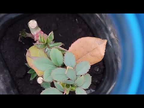 Видео: Черенкование Роз на дачном участке.