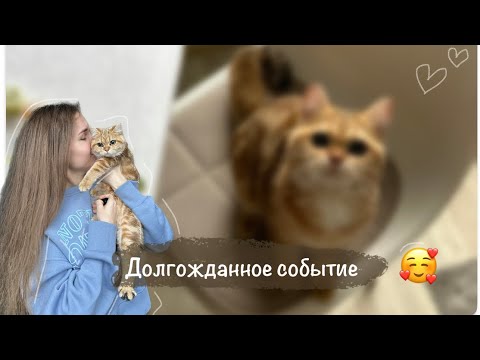 Видео: Мы завели кошку! | Золотая шиншилла | первые дни дома | плюсы и минусы