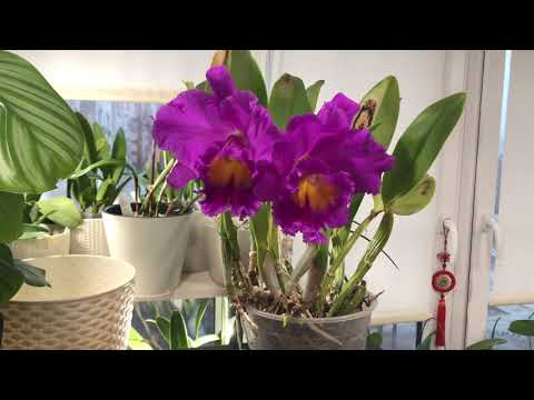 Видео: Blc. ( cattleya ) Pink Empress, ее особенности, как я поливаю каттлеи