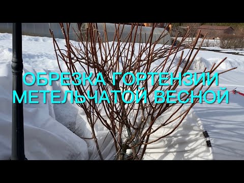 Видео: Медлить нельзя!!! Срочно начинаем весеннюю обрезку гортензий метельчатых🌿🌿🌿