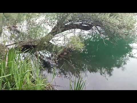 Видео: В глубинах лесных озер.