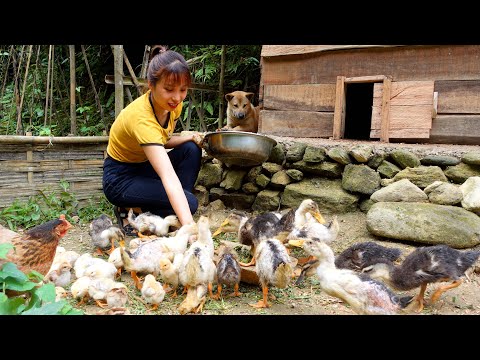 Видео: ALONE & OFF GRID | ПОСТРОИТЬ КАБИНУ в лесу, фруктовом саду и рыбе на пару | Ana Bushcraft