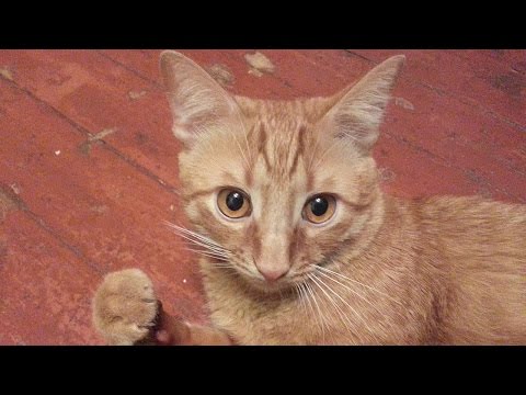 Видео: Как правильно кормить кота..??? опять разборки