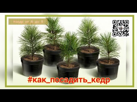 Видео: Как рассадить кедры по горшкам... #кедр_от_А_до_Я #сибирский_кедр #корейский_кедр #кедровый_стланик